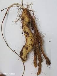 Image result for Dioscorea quartiniana