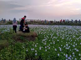 Tanaman ini memiliki nama latin (eichornia crassipes). Paling Bagus 22 Gambar Bunga Eceng Gondok Dan Penjelasannya Koleksi Bunga Hd