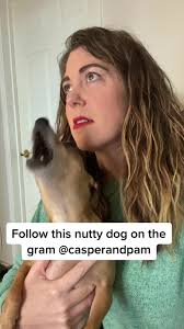 Not so silent. #silentnight #singingdog #crazy #insane #dogs #dogsoftiktok