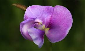 Image result for Vigna vexillata