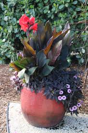 Image result for sanvitalia combine in pots