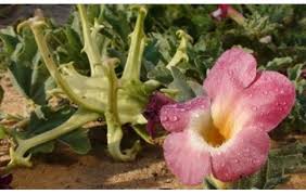 Image result for Harpagophytum procumbens