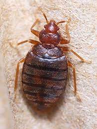 Are you in need of a bed bug exterminator in charlotte, nc? More Info On Bed Bugs Economy Exterminators