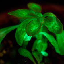 Check spelling or type a new query. A Natural Glow These Plants Produce Their Own Light The Verge