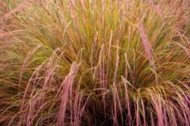 Image result for Poaceae