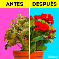 Download files and build them with your 3d printer, laser cutter, or cnc. Taller De Plantas Medicinales El Mangrullo Home Facebook