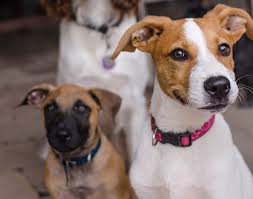 Puppy training can start as early as eight weeks old. Puppy Playgroups Socialise Your Puppy Puppy Classes Rspca Queensland