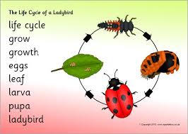 Life Cycle Of A Ladybird Word Mat Sb9619 Life Cycles Insect Unit Study Cycle