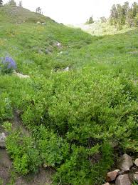 Image result for Maerua salicifolia