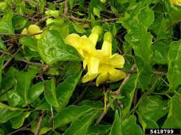 Image result for Dolichandra unguis-cati