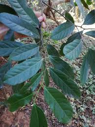 Image result for Rawsonia lucida