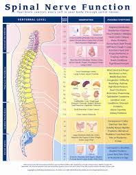 Spinal Nerve Function Anatomical Chart