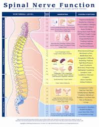 Spine Diagrams With Nerves Wiring Diagrams