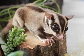 Sim, os petauros do açúcar são legais em portugal. Petauro Do Acucar Veja Curiosidades E Como Cuidar Do Sugar Glider Guia Animal