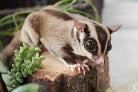 São azuis acinzentados na parte dorsal e a parte ventral é mais pálida. Petauro Do Acucar Veja Curiosidades E Como Cuidar Do Sugar Glider Guia Animal