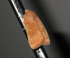 Image result for Noctua interjecta