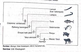 Dalam pembelajaran biologi kladogram merupakan diagram yang menunjukkan kekerabatan, dengan menggunakan garis yang bercabang dengan pengelompokkan hewan berk. Biologi X Semester 1 Keanekaragaman Hayati Pada Makhluk Hidup Klasifikasi Keanekaragaman Hayati