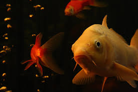 Zu erkennen ist der umstand der geschlechtsreife bei den kois ziemlich schwer, aber der erfahrenen Kamillo Aquarium Koi Flusskrebse