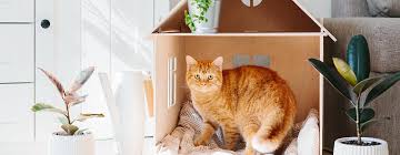 ‪Keeping Indoor Cats & House Cats | Purina‬‏