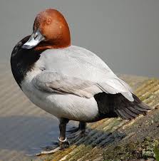 Bird With Red Head And Gray Body Common Pochard Male Animals Dabbling Duck Pets