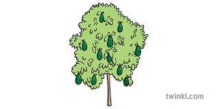 Download the perfect avocado tree pictures. Avocado Tree International Psw Where Does It Grow Coloring Pages Plants Green