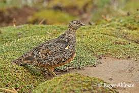 Image result for Sartidia angolensis