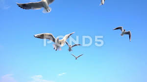Bird Animal Seagulls Flying On Clear Blue Sky Stock Footage Ad Seagulls Flying Bird Animal Seagulls Flying Clear Blue Sky Animals
