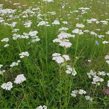 Image result for Achillea millefolium