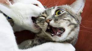 Funniest Dogs And Cats Awesome And Funniest Animals Videos 2019 Youtube