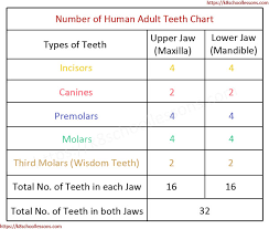 human tooth structure for kids types of teeth structure