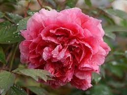 Bestellen sie sich jetzt frische pfingstrosen für ihren anlass. Baumpfingstrose Paeonia Suffruticosa Hauenstein Ag