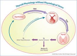 Peripheral Thyroid Hormone Conversion And Its Impact On Tsh