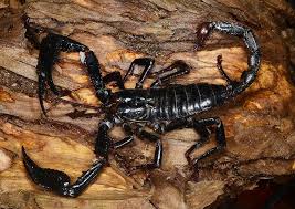 Huge Forest Scorpion Heterometrus Sp Scorpion Insects Forest