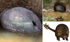 Did This Shell Belong To An Ancient Armadillo Interesting Animals Ancient Interesting History