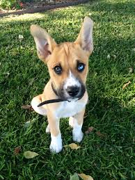 Black And White Pit Bull Boxer This Is Ender My Boxsky He S A Boxer Husky Mix Boxer Husky Boxermix Huskymix Puppy Pitbull Mix Puppies Golden Retriever Mix Puppies Boxer Husky Mix