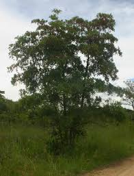 Image result for Terminalia sericea