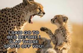 15 Down Right Funny Cheetah Memes Funny Animals Funny Animal Pictures Funny Pictures