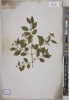 Image result for Hippocratea indica