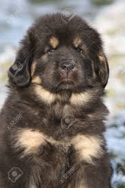 The cost to buy a tibetan mastiff varies greatly and depends on many factors such as the breeders' location, reputation, litter size, lineage of the puppy, breed popularity (supply and demand), training, socialization efforts, breed lines and much more. Amazing Puppy Of Tibetan Mastiff Looking At You In Winter Stock Photo Picture And Royalty Free Image Image 24068588