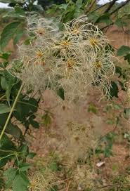 Image result for Clematis brachiata