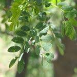 Image result for Albizia anthelmintica