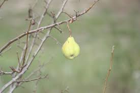 Many ornamental species in the prunus genus bloom with fragrant flowers, and some produce edible fruits. Reasons For Sparse Leaves On Pear Tree Why A Pear Tree Has Small Leaves