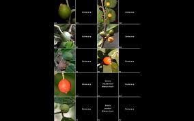 Image result for Celtis zenkeri