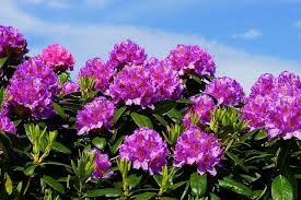 Local florist delivery · 24/7 customer service · truly original gifts 5 Low Maintenance Texas Plants Gecko Green