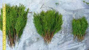 Image result for cuttings thujas