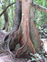 Image result for Newtonia buchananii