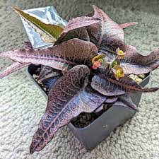 Image result for Euphorbia pfeilii