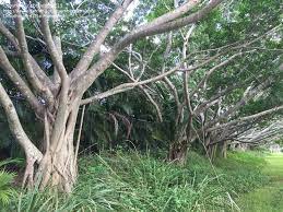 How to get started identifying trees. Plant Identification Closed Ficus Trees South Florida 3 By Brajesh