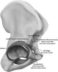 It provides attachment for the inguinal ligament, and the sartorius muscle. Arthroscopic Treatment Of Subspine Anterior Inferior Iliac Spine Impingement Sciencedirect