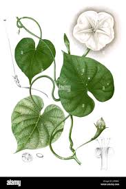 Image result for Xenostegia alatipes
